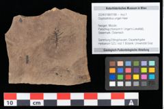 Foto (Objekt + Etikett) von Glyptostrobus ungeri Heer (NHMW-GEO-2024-0188-0188)